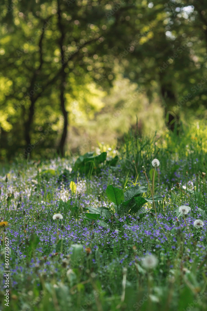 Fototapeta premium Beautiful natural background. Early morning in the forest with glare from the sun. Wildflowers Cornflower blue pharmacopoeia and dandelions in the sun.