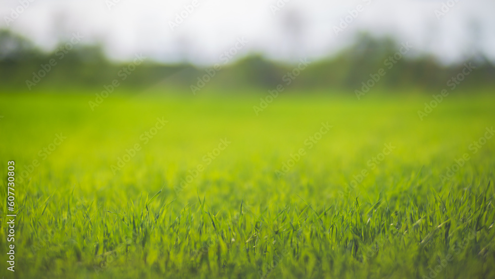 Fresh green grass on a sunny summer day close-up. Beautiful natural rural landscape with a blurred background for nature-themed design and projects Fresh green grass on a sunny summer day close-up. Beautiful natural rural landscape with a blurred background for nature-themed design and projects