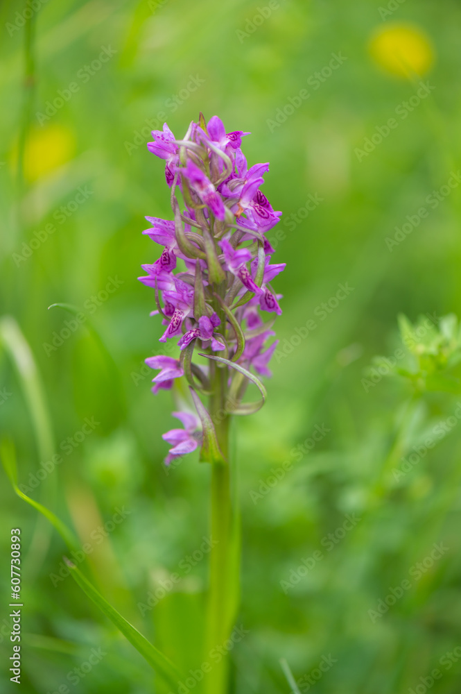 Obraz premium beautiful purple rare orchid plant on a meadow in Moravia in the Czech Republic