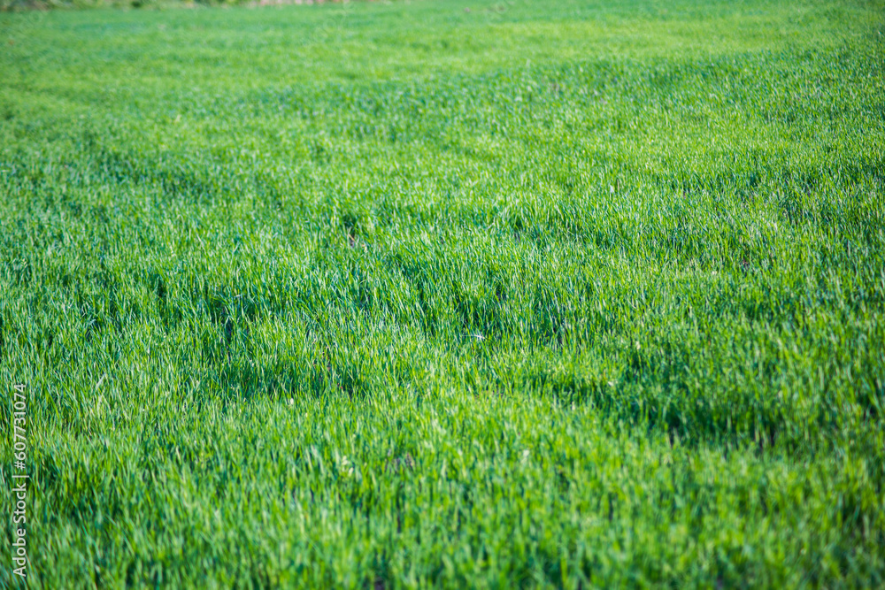 Fresh green grass on a sunny summer day close-up. Beautiful natural rural landscape with a blurred background for nature-themed design and projects Fresh green grass on a sunny summer day close-up. Beautiful natural rural landscape with a blurred background for nature-themed design and projects