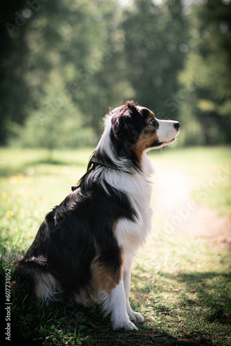 Aussie dog ​​in the park