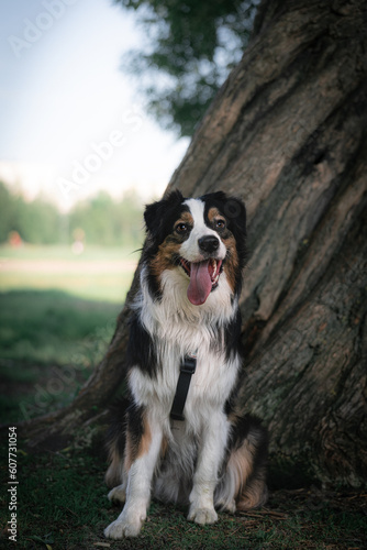 Aussie dog ​​in the park