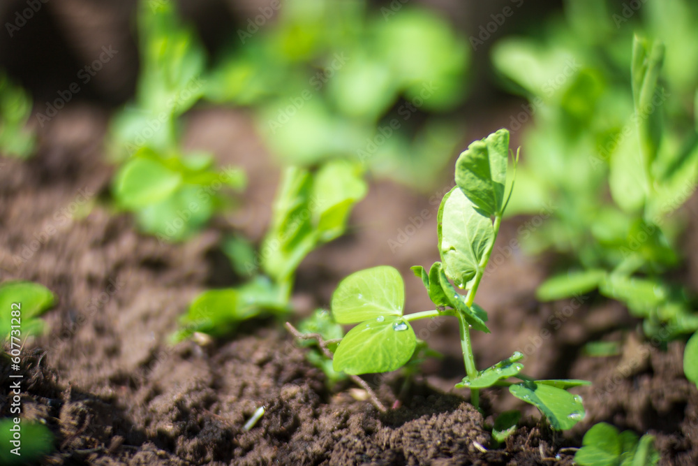 Crops planted in soil get ripe under sun. Cultivated land close up with sprout. Agriculture plant growing in bed row. Green natural food crop Crops planted in soil get ripe under sun. Cultivated land close up with sprout. Agriculture plant growing in bed row. Green natural food crop