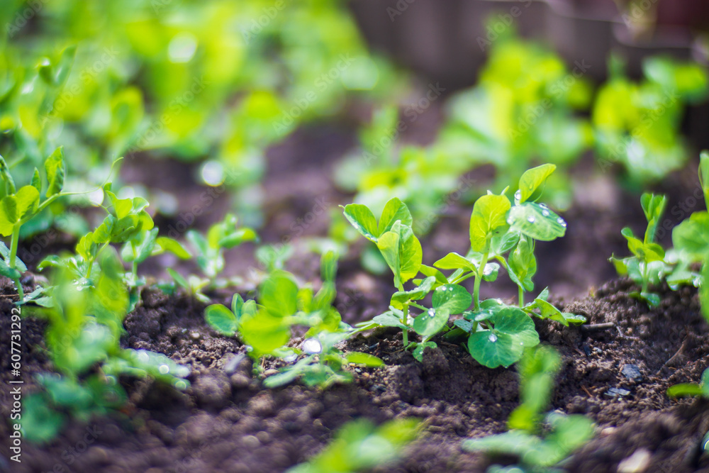 Crops planted in soil get ripe under sun. Cultivated land close up with sprout. Agriculture plant growing in bed row. Green natural food crop Crops planted in soil get ripe under sun. Cultivated land close up with sprout. Agriculture plant growing in bed row. Green natural food crop