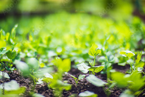 Crops planted in soil get ripe under sun. Cultivated land close up with sprout. Agriculture plant growing in bed row. Green natural food crop