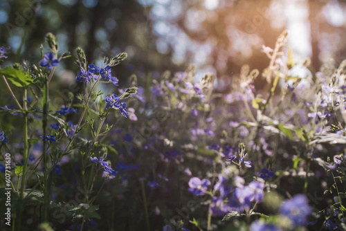 Beautiful natural background. Early morning in the forest with glare from the sun. Wildflowers Cornflower blue pharmacopoeia and dandelions in the sun.