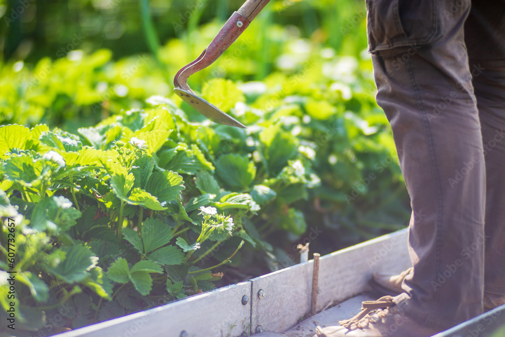 Farmer cultivating land in the garden with hand tools. Soil loosening. Gardening concept. Agricultural work on the plantation Farmer cultivating land in the garden with hand tools. Soil loosening. Gardening concept. Agricultural work on the plantation