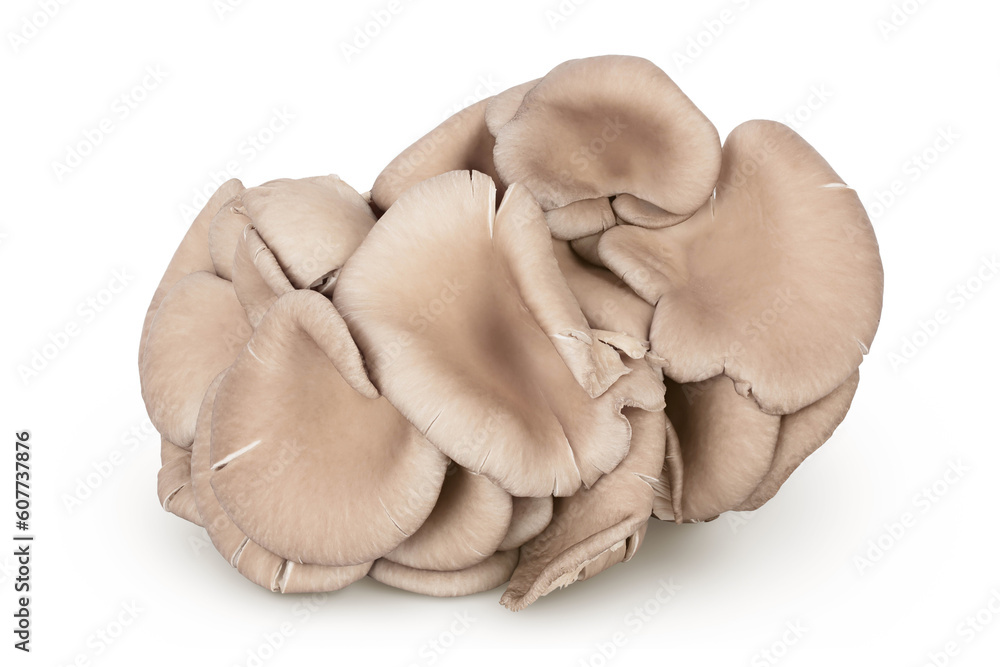 Fototapeta premium Oyster mushrooms isolated on white background with full depth of field