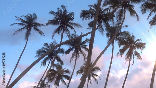 Wallpaper Mural close-up of palm trees, tropical plants, pink clouds swaying in the wind at sunset in the background, summer background, bright sun, travel to the tropics, surf season Torontodigital.ca