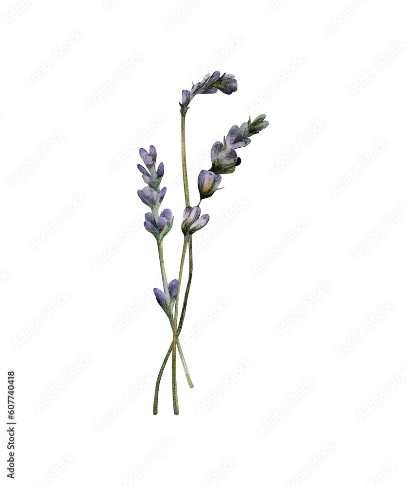 Hand-drawn floral lavender arrangement isolated. Summer purple flowers bouquet for greeting cards design, wedding invitations, decor