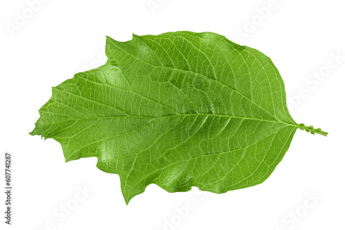 Green Viburnum leaf isolated on white background