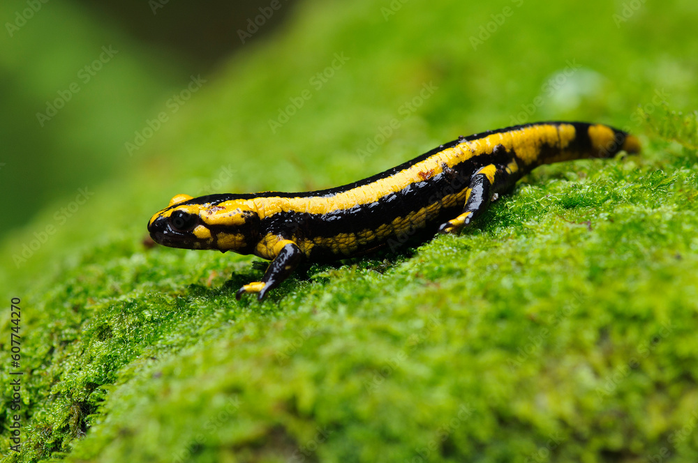Black and yellow salamander on the grass