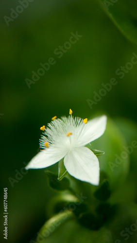 Pequeña flor silvestre de pétalos blancos y pistilos amarillos en 