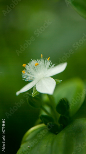 Pequeña flor silvestre de pétalos blancos y pistilos amarillos en 