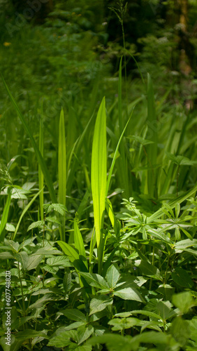 Hoja de hierba iluminada por el sol en bosque oscuro