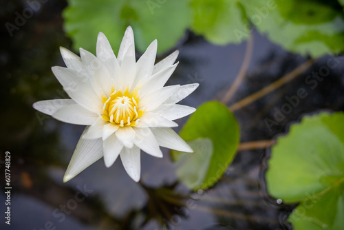 selective focus on blooming white lotus flower and yellow petals with blurred background