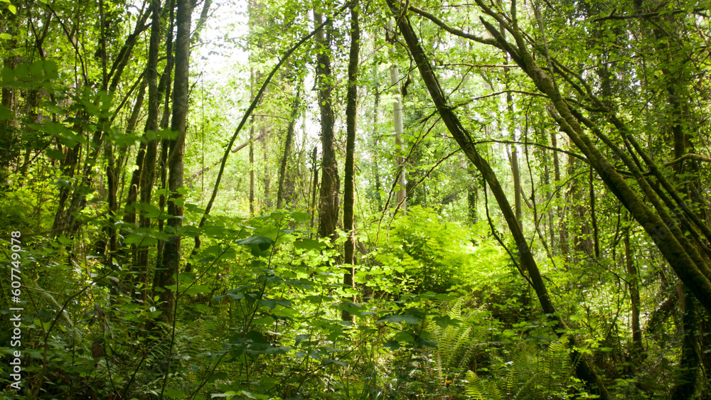 Fototapeta premium Troncos y ramas en bosque verde de Asturias