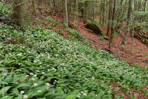 Flowering wild garlic (Alli...