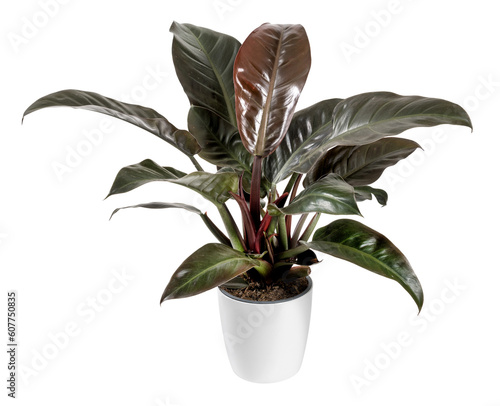 Philodendron plant against blank background photo