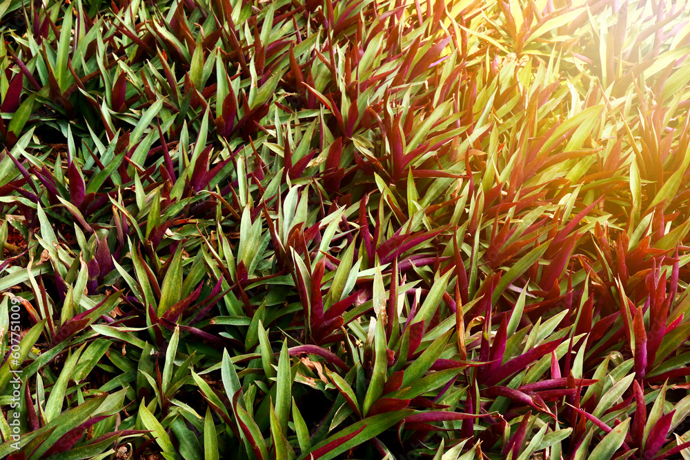 Obraz premium Ornamental plant with the scientific name Tradescantia Spathacea or more commonly known as Adam Eva