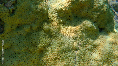 Rubber coral or rubbery zoanthid, encrusting zoanthid (Palythoa tuberculosa) undersea, Red Sea, Egypt, Sharm El Sheikh, Nabq Bay