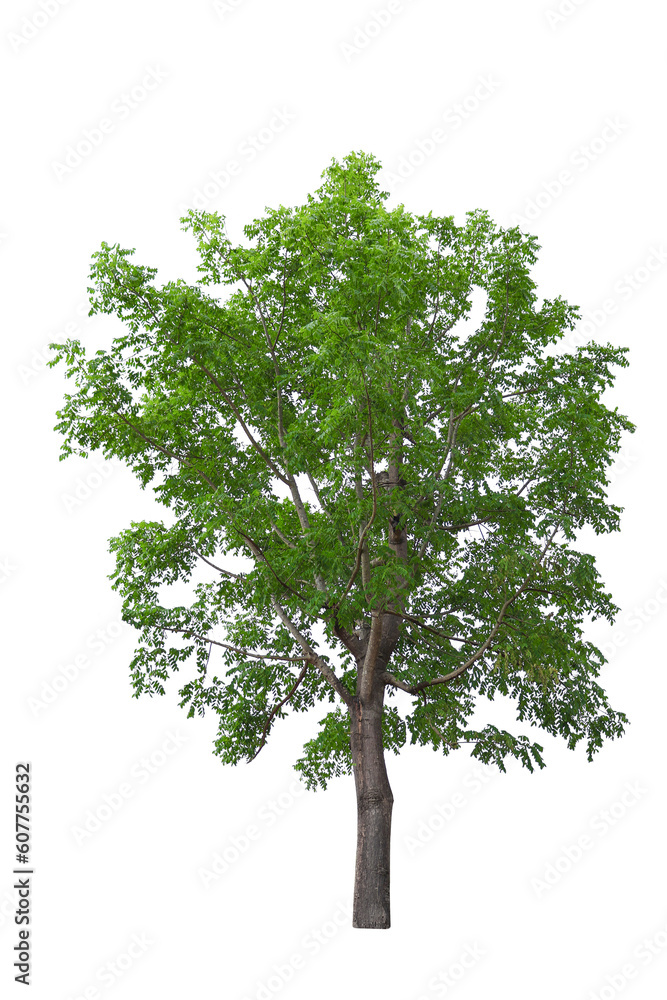 Fototapeta premium Collection of trees isolated on white background. Beautiful trees. Suitable for use in architectural design.