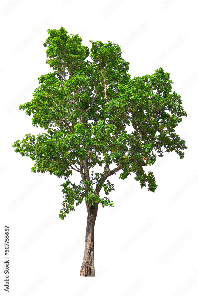 Collection of trees isolated on white background. Beautiful trees. Suitable for use in architectural design. Collection of trees isolated on white background. Beautiful trees. Suitable for use in architectural design.