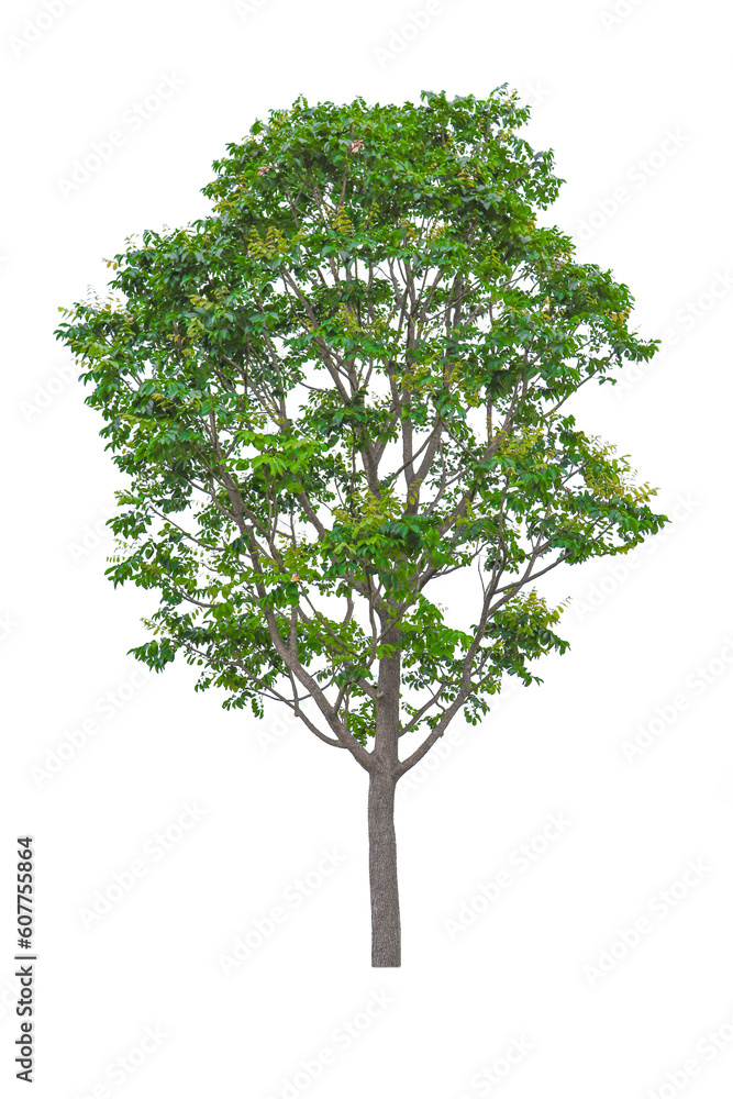 Fototapeta premium Collection of trees isolated on white background. Beautiful trees. Suitable for use in architectural design.