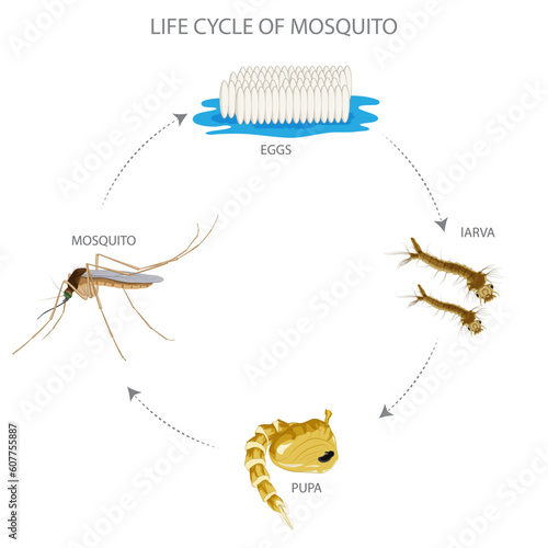 Mosquito life cycle includes egg, larva, pupa, and adult stages, with aquatic habitats and blood meals essential for their development and reproduction