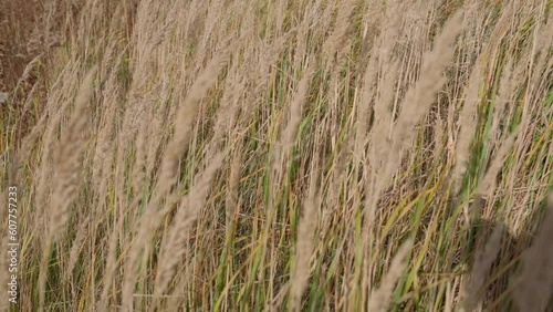 Ears of golden reeds and weeds spike swaying in wind on sunny summer day. Field of dry tall yellow wild grass outdoor. Prairie grass blowing in the wind - nature background. Video footage in 4k 25FPS photo