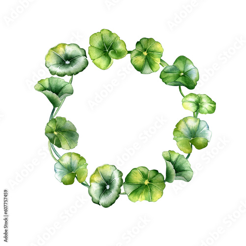 Frame of centella asiatica, herbal plants watercolor illustration isolated on white. Pennywort, gotu kola, rounded leaves wreath hand drawn. Design for package, label, herbal plants collection