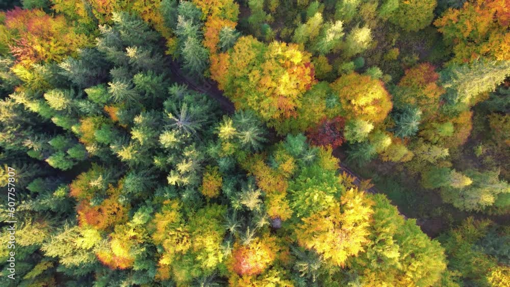 Aerial top down view of autumn forest. Zoom out colorful texture in nature. Flight over woods, natural background in motion Aerial top down view of autumn forest. Zoom out colorful texture in nature. Flight over woods, natural background in motion