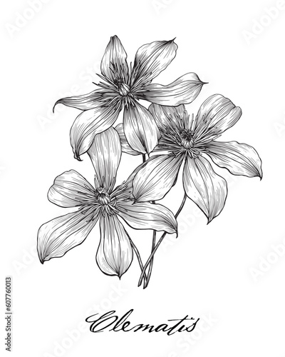 Clematis three flowers. Hand drawn sketch black and white graphics element  vector illustration for design greeting card  invitation  wedding  packaging