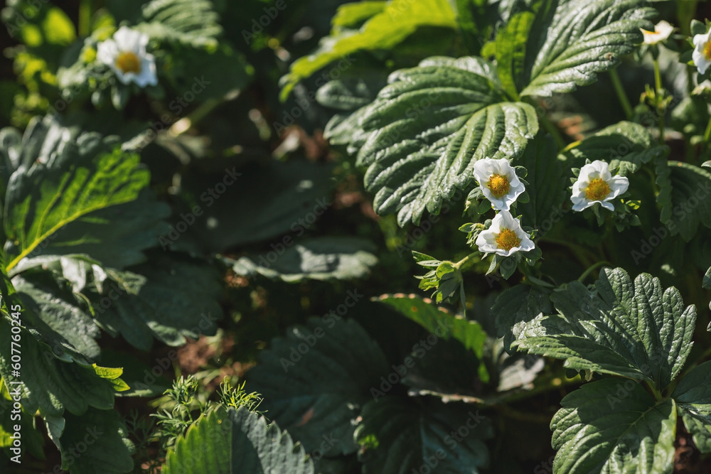 Banner. A flowering strawberry bush. White strawberry flowers under the rays of the sun. Macro. Homemade strawberries bloom in large white flowers. Strawberry bushes in the summer garden. Banner. A flowering strawberry bush. White strawberry flowers under the rays of the sun. Macro. Homemade strawberries bloom in large white flowers. Strawberry bushes in the summer garden.