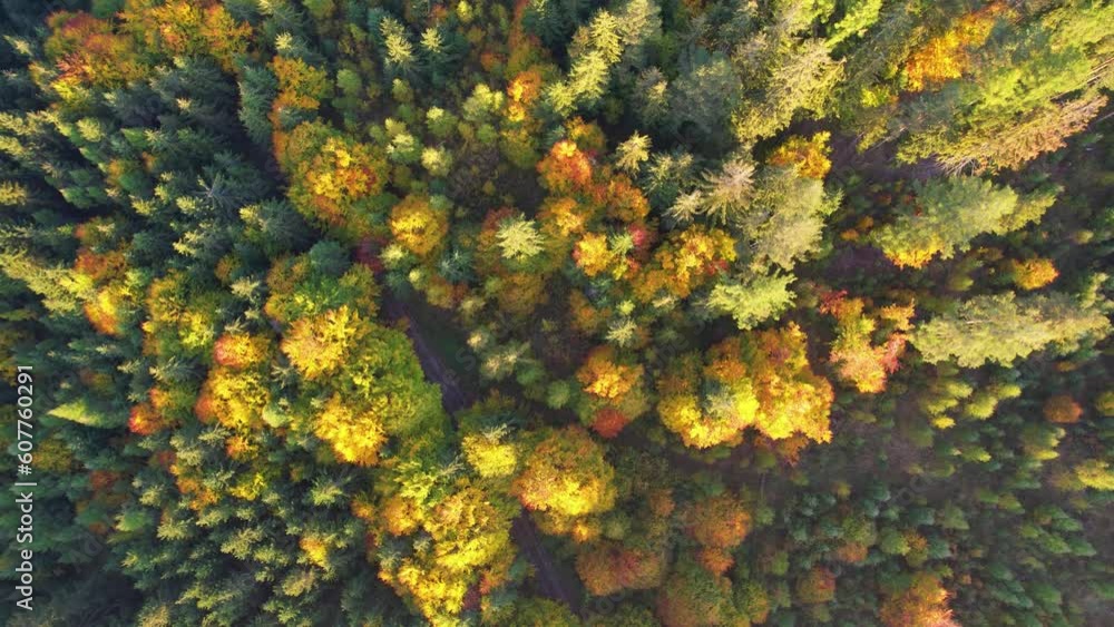 Aerial top down view of autumn forest. Zoom out colorful texture in nature. Flight over woods, natural background in motion Aerial top down view of autumn forest. Zoom out colorful texture in nature. Flight over woods, natural background in motion