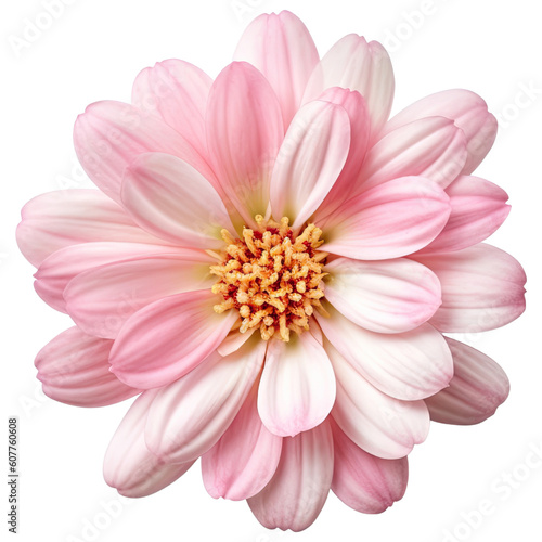 flower cut out , transparent background, PNG ,Generative AI