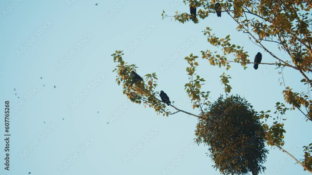 Close-up view of small dark crows sitting on a tree branch. Blue sky