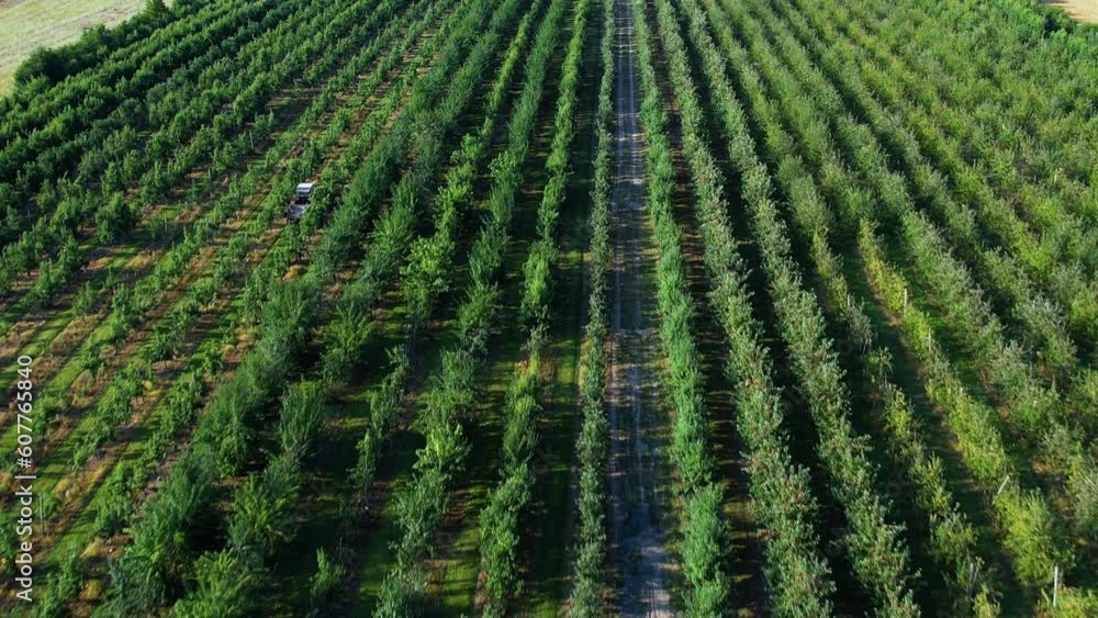 Harvesting Fruit Trees. Farmer Checking Harvest From Fruit Trees Orchard. Collection of Ripe Eco Nuts. Aerial View. Bio Ecology, Environmental Conservation. Harvesting Fruit Trees. Farmer Checking Harvest From Fruit Trees Orchard. Collection of Ripe Eco Nuts. Aerial View. Bio Ecology, Environmental Conservation.