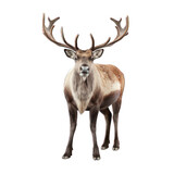 Reindeer isolated on white created with Generative AI