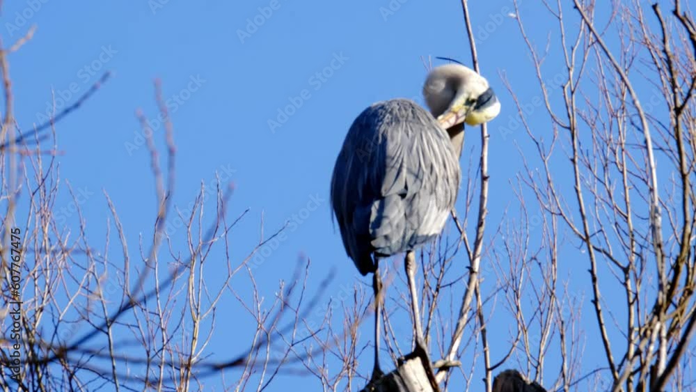 gray heront, Ardea cinerea, massive longlegged wading bird with long