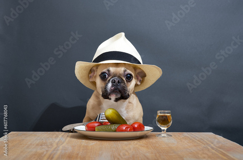 A bulldog dog sits at a wooden table with a shot of hard liquor and a tasty snack of pickles and tomatoes. © Sergei