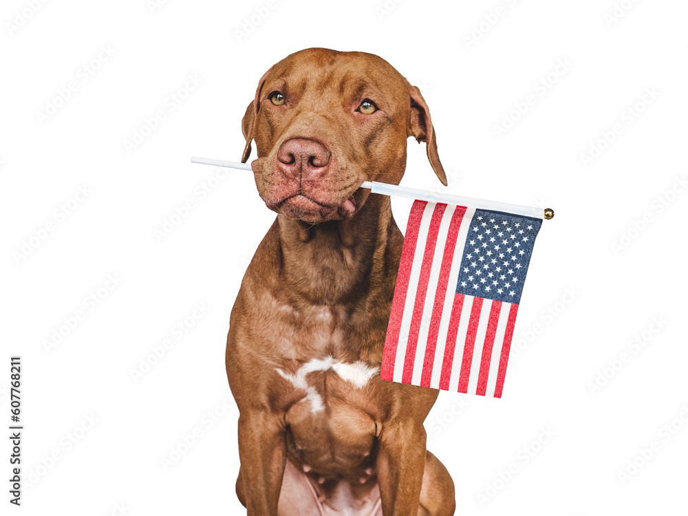 American Flag and cute brown puppy. Closeup, indoors. Studio shot. Congratulations for family, loved ones, friends and colleagues. Pet care concept