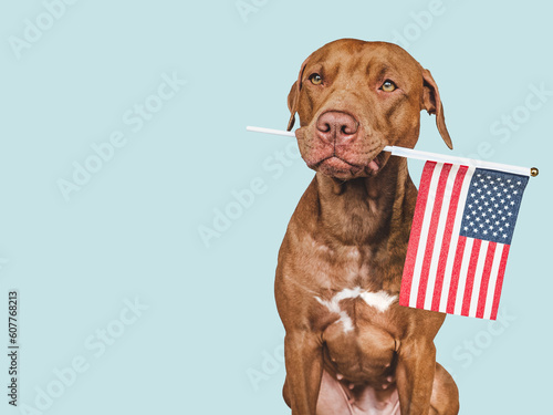 American Flag and cute brown puppy. Closeup  indoors. Studio shot. Congratulations for family  loved ones  friends and colleagues. Pet care concept