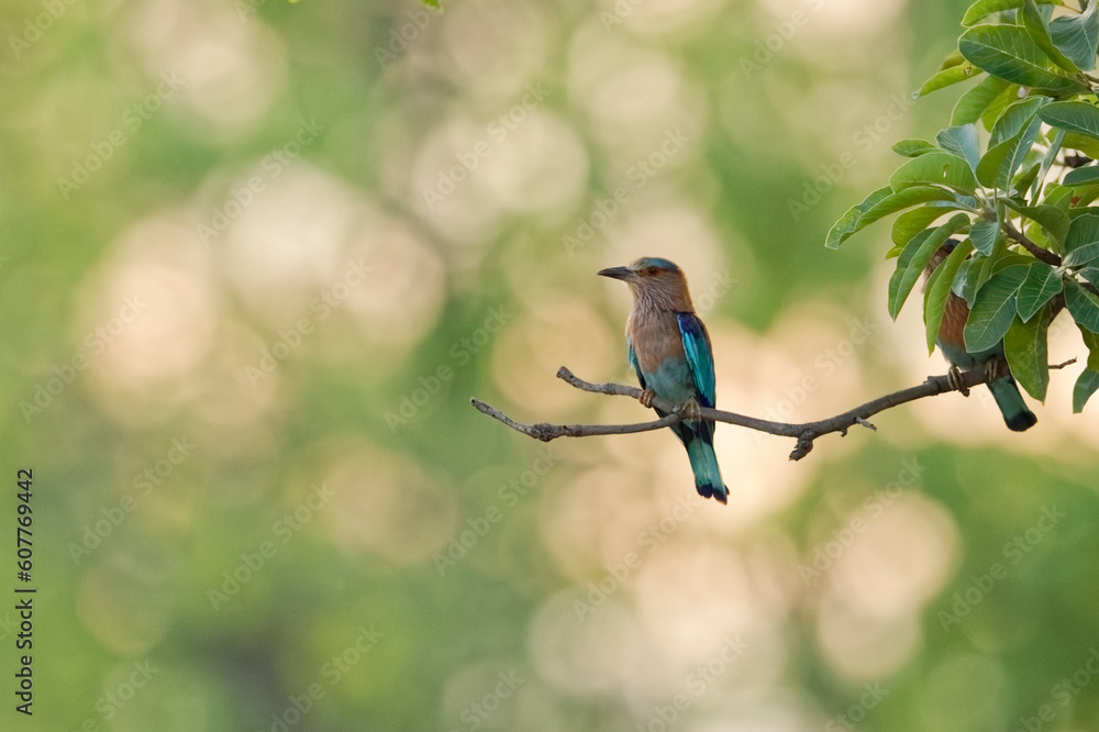 Indian Roller Indian Roller