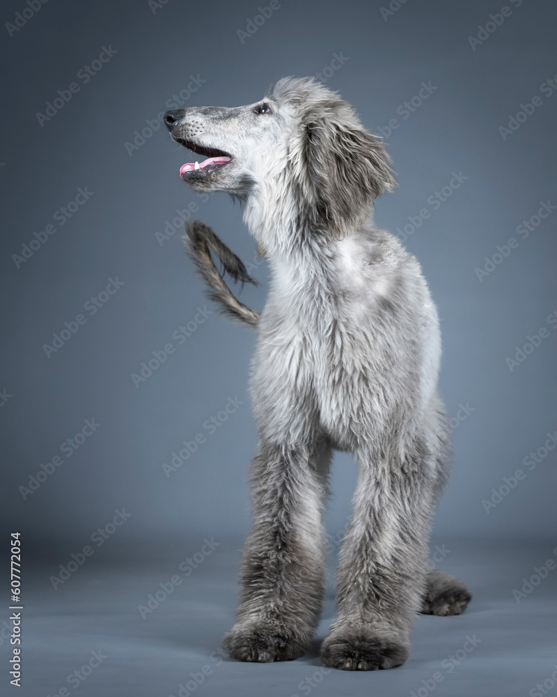Fototapeta premium Blue Afghan hound puppy standing in a photography studio