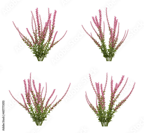 Pink calluna plant on transparent background, nature meadow, 3d render illustration. photo