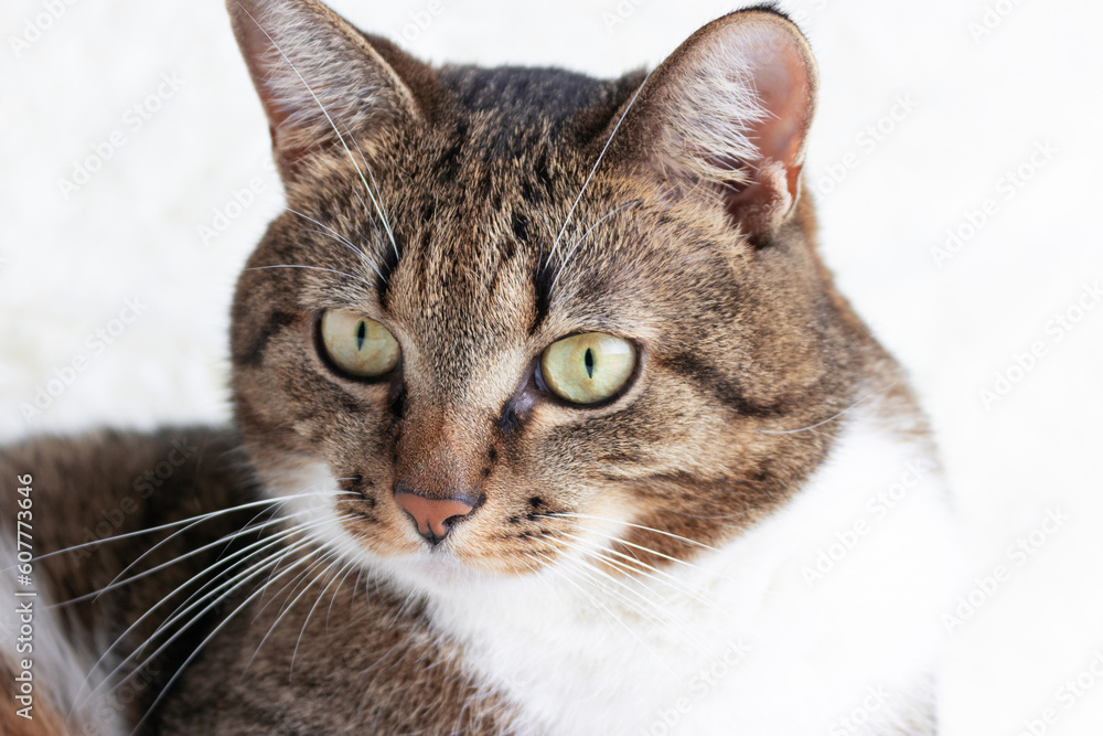 Portrait of brown shorthair domestic tabby cat in front of white background. Domestic animal. Selective focus.