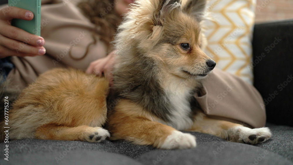 Young hispanic woman with dog using smartphone lying on sofa at home
