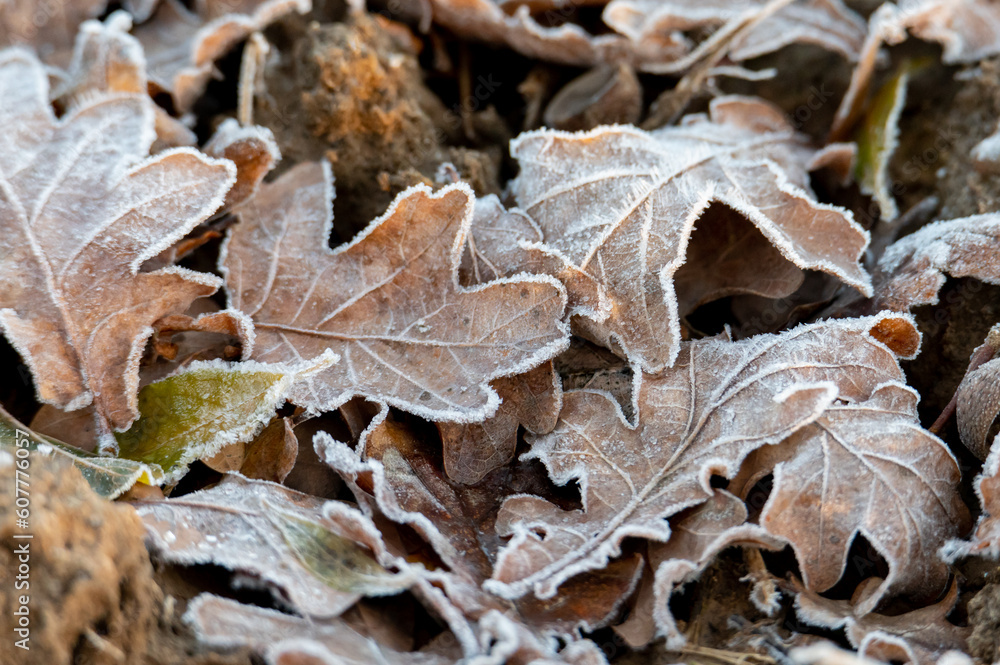 Autumn maple leaves with frost in the backlight on a field in fog and sunrise in the Czech Republic Autumn maple leaves with frost in the backlight on a field in fog and sunrise in the Czech Republic