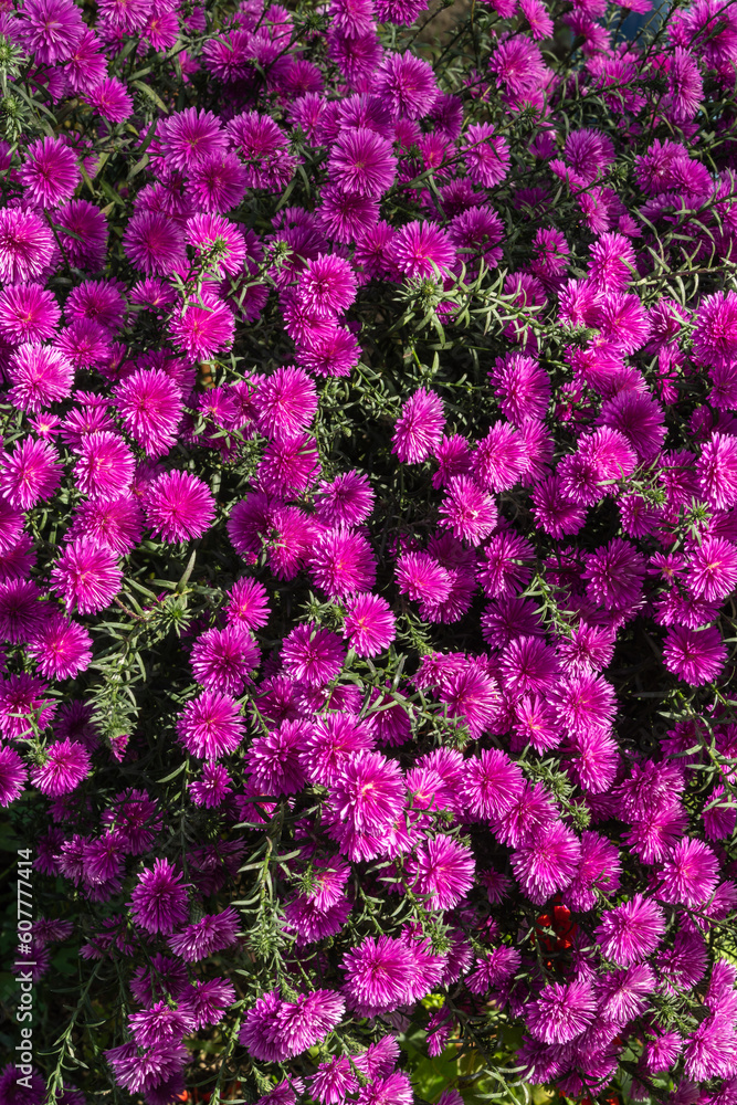 Aster dumosum (Symphyotrichum dumosum, bushy aster), blooming with purple and pink colorful flowers. Blurred background. Selective focus. Purple Mihailov daisiesas nature concept for design. Aster dumosum (Symphyotrichum dumosum, bushy aster), blooming with purple and pink colorful flowers. Blurred background. Selective focus. Purple Mihailov daisiesas nature concept for design.